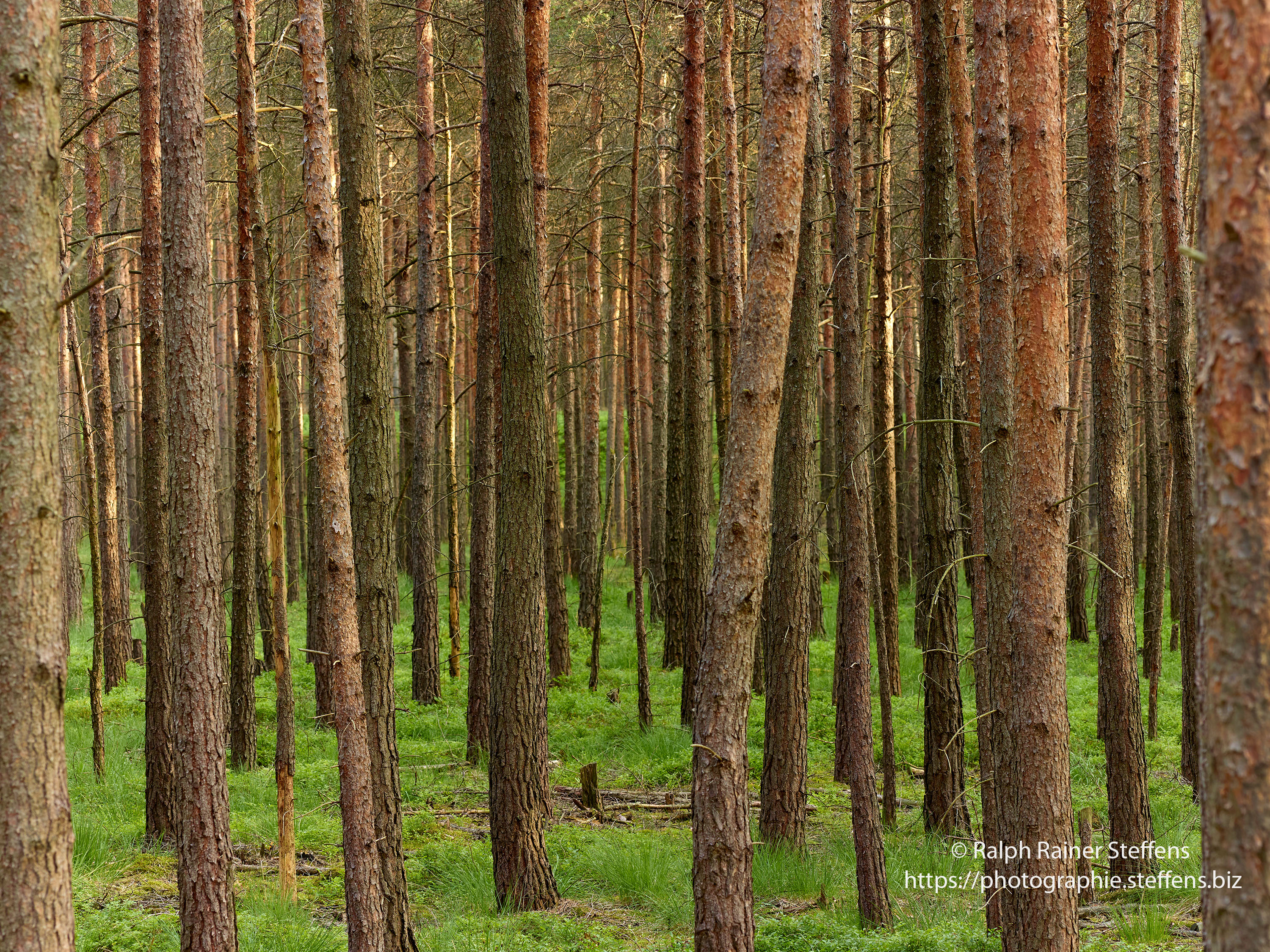 Wald mit Kiefernstämmen © Ralph Rainer Steffens